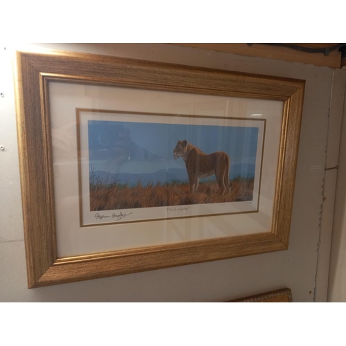 240 - 6 framed & glazed prints by Stephen Gayford, tiger, wolves, polar bear, leopard & a framed leopard p... 