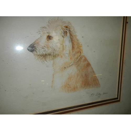 156 - A framed and glazed study of a Terrier signed M Lilley 2000, COLLECT ONLY.