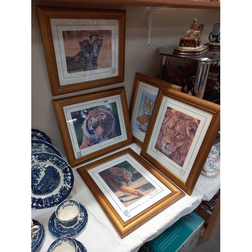 1045 - 5 gilt framed & glazed prints of big cats COLLECT ONLY