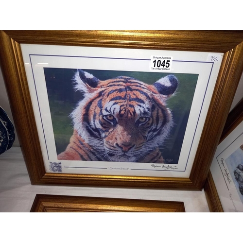 1045 - 5 gilt framed & glazed prints of big cats COLLECT ONLY