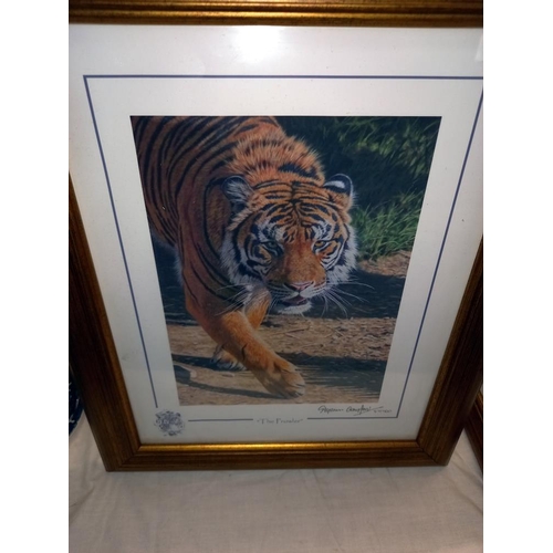 1045 - 5 gilt framed & glazed prints of big cats COLLECT ONLY