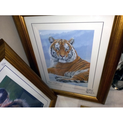 1045 - 5 gilt framed & glazed prints of big cats COLLECT ONLY