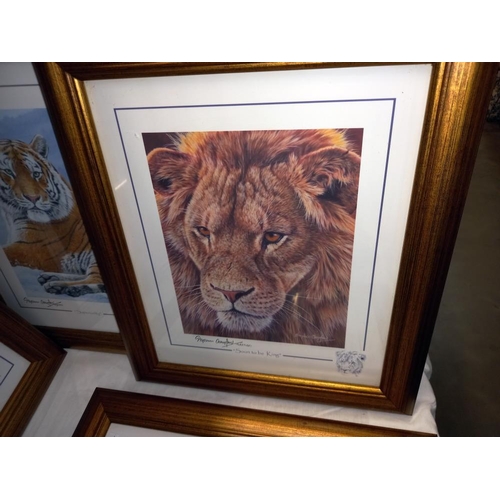 1045 - 5 gilt framed & glazed prints of big cats COLLECT ONLY