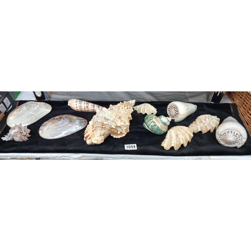 1054 - A beautiful lot of seashells, includes 2 polished pearl double sided clams 16cm x 10cm approx. tereb... 