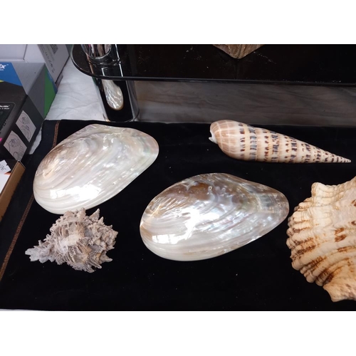 1054 - A beautiful lot of seashells, includes 2 polished pearl double sided clams 16cm x 10cm approx. tereb... 