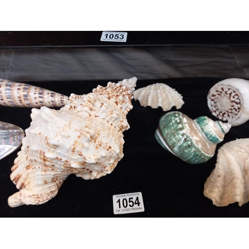 1054 - A beautiful lot of seashells, includes 2 polished pearl double sided clams 16cm x 10cm approx. tereb... 