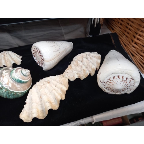 1054 - A beautiful lot of seashells, includes 2 polished pearl double sided clams 16cm x 10cm approx. tereb... 