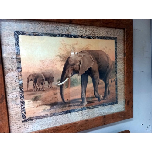 1270 - 3 framed prints of elephants COLLECT ONLY