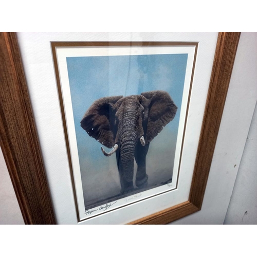 1270 - 3 framed prints of elephants COLLECT ONLY