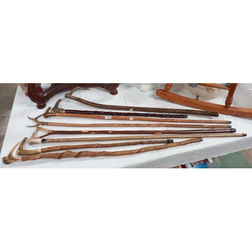 1304 - A quantity of walking sticks with antler handles COLLECT ONLY