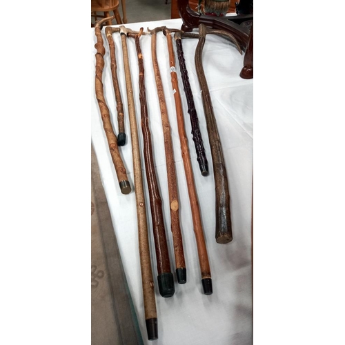 1304 - A quantity of walking sticks with antler handles COLLECT ONLY