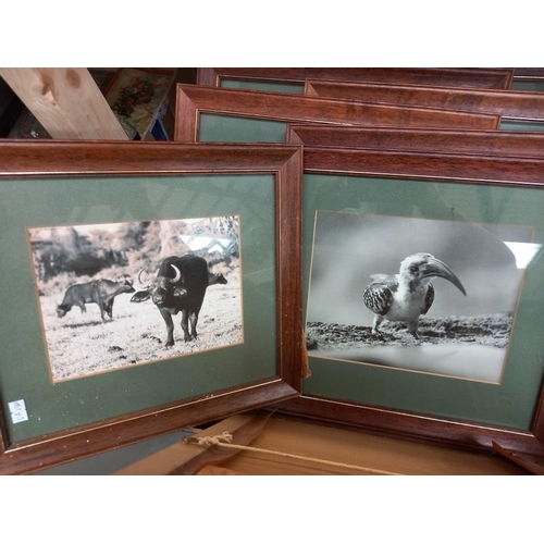 10 - A box of framed and glazed animal photos COLLECT ONLY