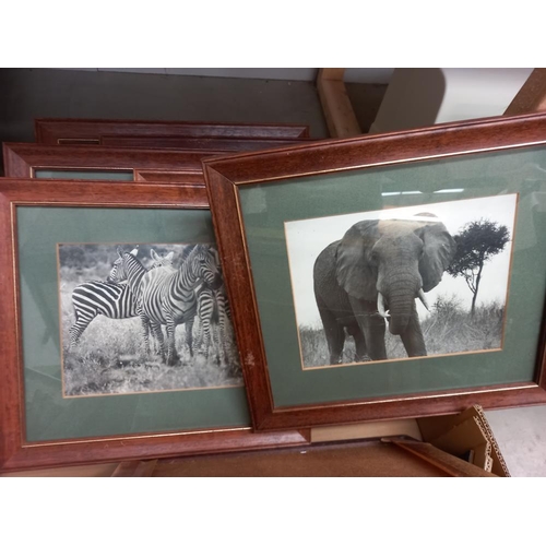 10 - A box of framed and glazed animal photos COLLECT ONLY