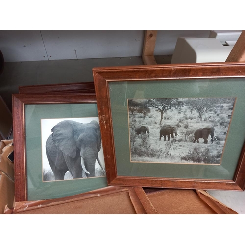 10 - A box of framed and glazed animal photos COLLECT ONLY