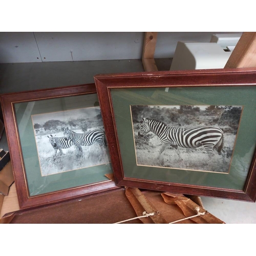 10 - A box of framed and glazed animal photos COLLECT ONLY