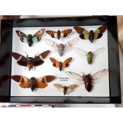 84 - Quantity of taxidermy butterfly's and Cicada