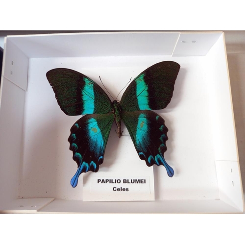 84 - Quantity of taxidermy butterfly's and Cicada