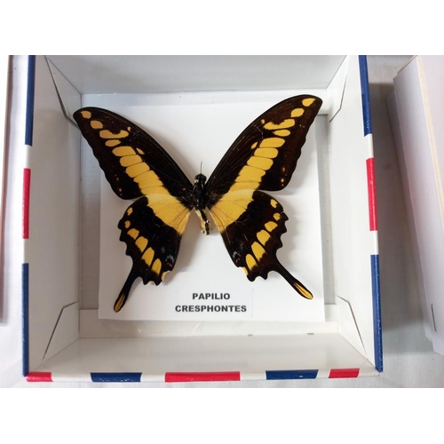 84 - Quantity of taxidermy butterfly's and Cicada