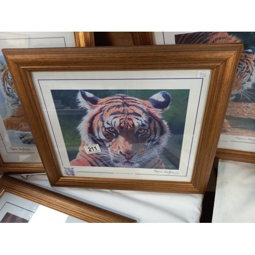 211 - 5 gilt framed & glazed prints of big cats COLLECT ONLY