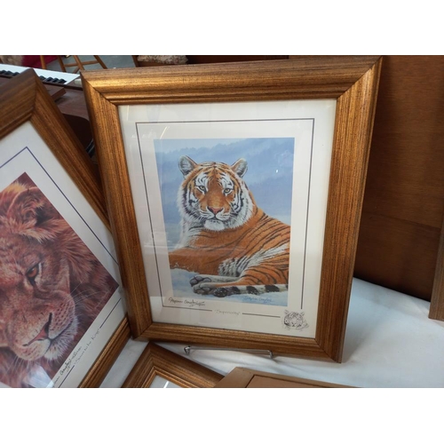 211 - 5 gilt framed & glazed prints of big cats COLLECT ONLY