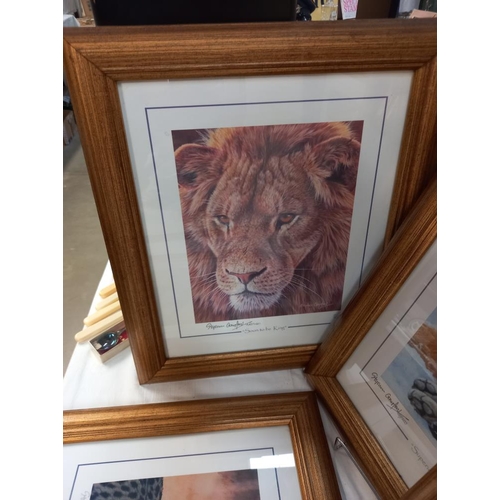 211 - 5 gilt framed & glazed prints of big cats COLLECT ONLY