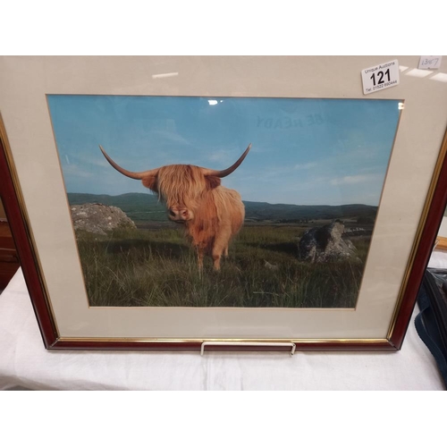 121 - 3 framed and glazed prints of Highland cattle, Highland calf and a black faced sheep COLLECT ONLY