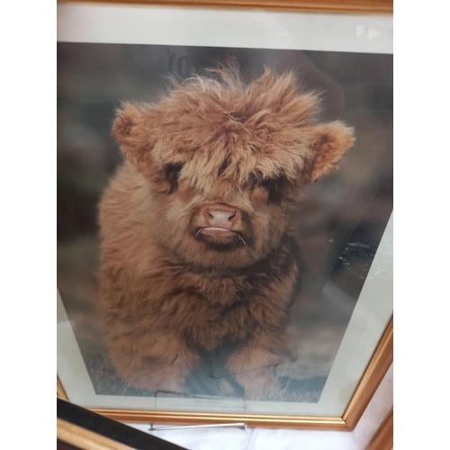 121 - 3 framed and glazed prints of Highland cattle, Highland calf and a black faced sheep COLLECT ONLY