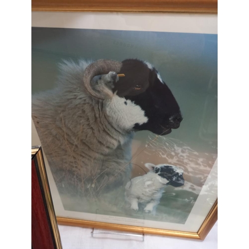 121 - 3 framed and glazed prints of Highland cattle, Highland calf and a black faced sheep COLLECT ONLY