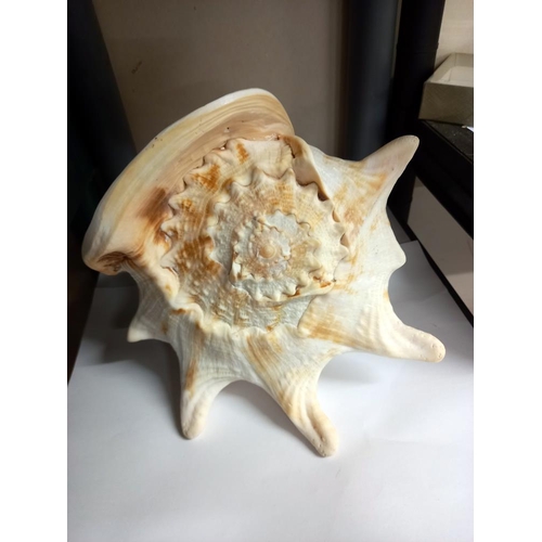 2459 - A large sea shell