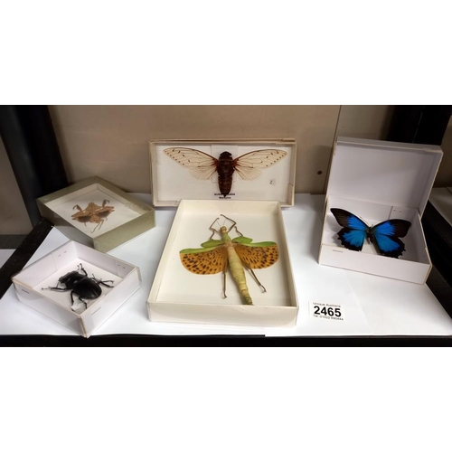 2465 - A giant green stick insect, Acadia beetle, Praying Mantis & butterfly