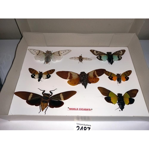 2487 - A quantity of taxidermy world Cicada's, Death Head hawk moth & beetle etc.