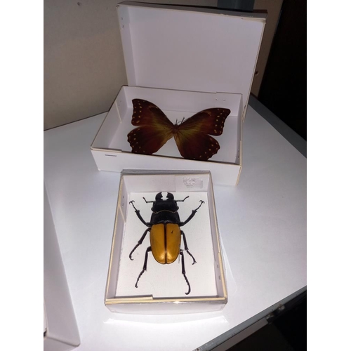 2487 - A quantity of taxidermy world Cicada's, Death Head hawk moth & beetle etc.