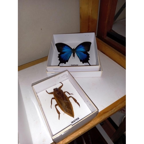 2496 - Taxidermy world cicada's. water scorpion & brown velvet cricket etc.