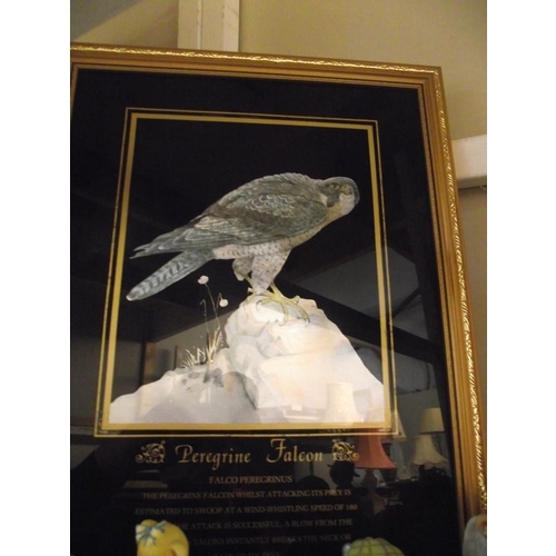 131 - 2 gilt framed silvered pictures of a kestrel and a peregrin falcon COLLECT ONLY