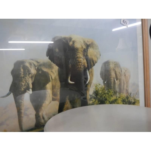 677 - A framed and glazed David Shepherd print entitle 'The Ivory is Theirs' COLLECT ONLY.