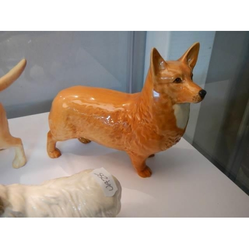 344 - A trio of Beswick animals - A matt labrador, a glazed corgi and a glazed ram, all stamped and in goo... 