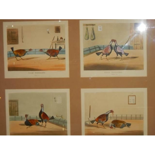 729 - R. Ackermann, Four 19th century hand coloured/over painted cock fighting plates (in one frame) engra... 