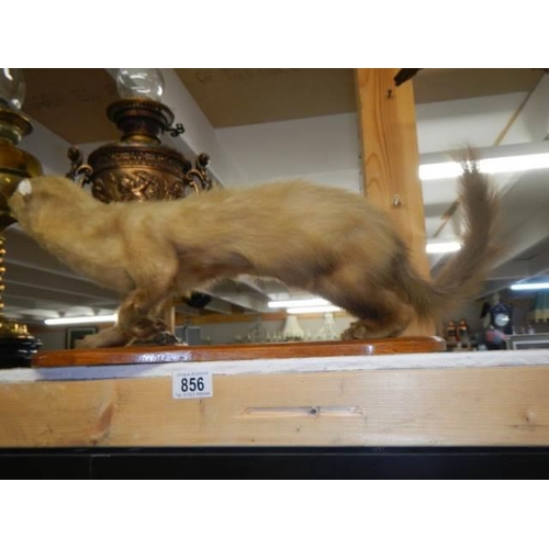 856 - Taxidermy - a stoat. COLLECT ONLY.