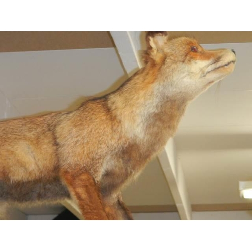 858 - Taxidermy - a fox on a wooden base. COLLECT ONLY.