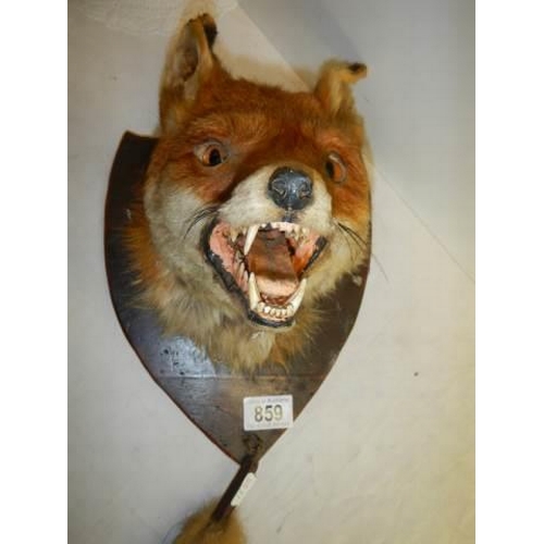 859 - Taxidermy - a fox head with tail.