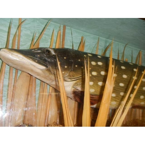 860 - Taxidermy - a pike on domed front case, COLLECT ONLY.