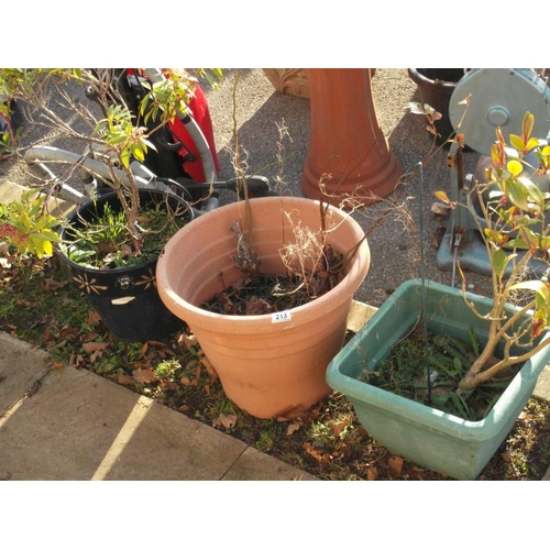 213 - 3 x Garden Tubs with plants