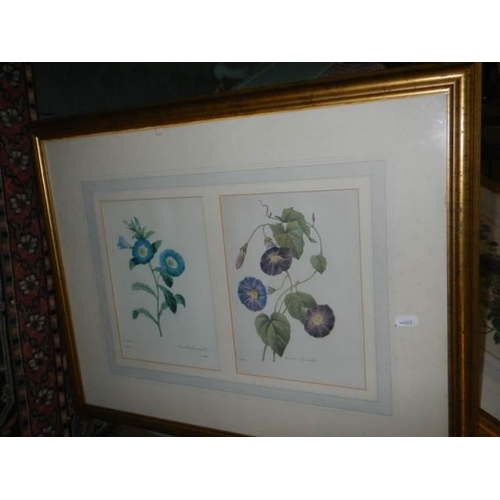 134 - A pair of framed and glazed botanical prints, COLLECT ONLY.