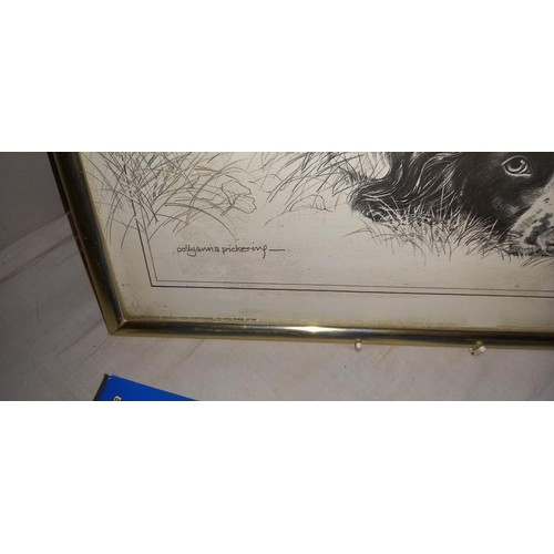 236 - A framed and glazed print of a Springer Spaniel by Pollyanna Pickering