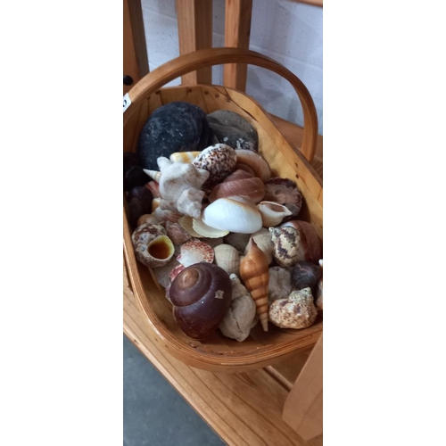 1270 - A good quantity of sea shells