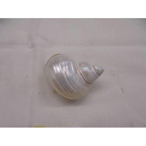 1116 - An unusual sea shell snuff mull with plated metal fittings.