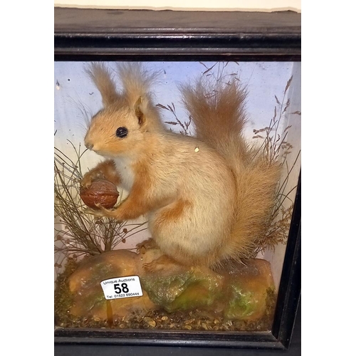 58 - A Victorian cased taxidermy red squirrel COLLECT ONLY