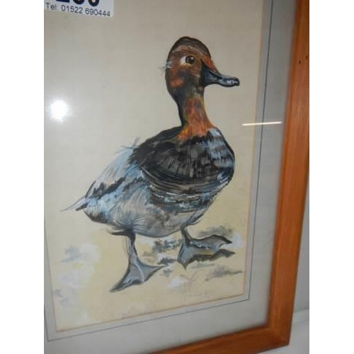 280 - A framed and glazed watercolour of a duck by Chris Clark.