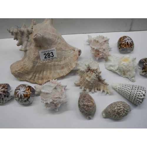 283 - A quantity of sea shells.