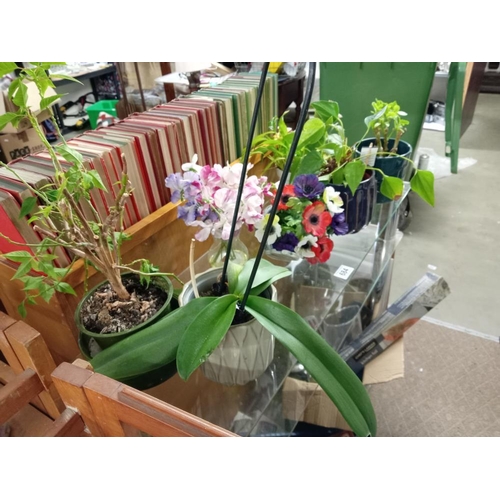 684 - 6 house plants & 2 artificial flowers